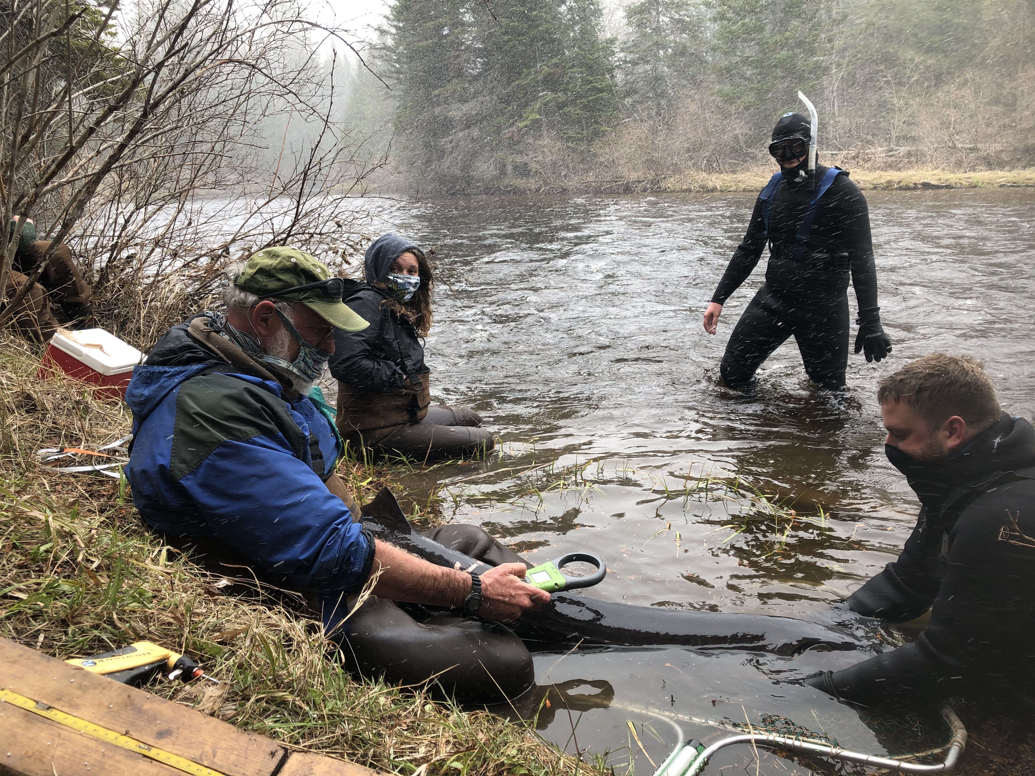 Kim Scribner - Sturgeon - May 2020